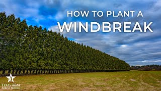 How to Plant a Wind Break [upl. by Ahsienod]