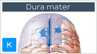 Dura mater  Function Location amp Layers  Neuroanatomy  Kenhub [upl. by Colbert]