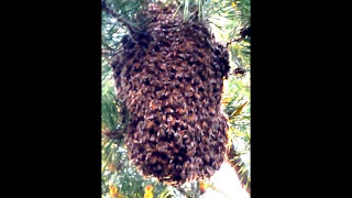 RESTING SWARM of Wild Honey Bees resemble a Giant Pineapple [upl. by Azial]