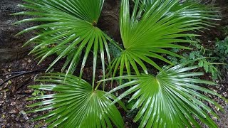 Growing livistona chinensis from seed [upl. by Iborian940]