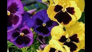 Фиалка Viola Garden flowers209 Декоративные растения [upl. by Osmond]