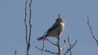 Northern Shrike  Calls [upl. by Nekal467]