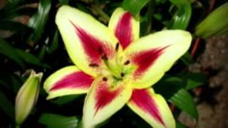 Beautiful Lily Flower Pictures [upl. by Aticilef]