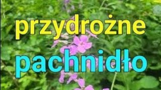 Wieczornik damski Hesperis matronalis zachwyca zapachem na skraju lasu [upl. by Eddi]