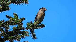 fichtenkreuzschnabel  red crossbill [upl. by Bowler]