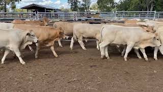 R amp S Rural Charolais cross steers 289kg 10524 [upl. by Ozmo]