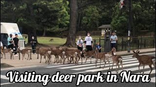 Visiting deer park in Nara Japan 🦌🇯🇵  deer crossing the road bowing eating crackers resting [upl. by Hakym255]