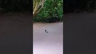 Magpie on the wicklow way trail ireland Sept 1 2024 [upl. by Ynnal]