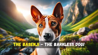 The Basenji  The Barkless Dog [upl. by Kearney]