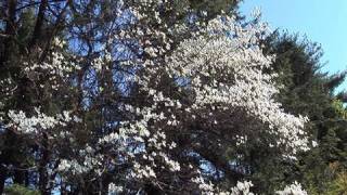 Learning About Dogwood Trees [upl. by Older]