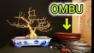 ⚠ COMO HACER UN BONSAI de OMBU TRASPLANTE  TRASBASE ⚠ [upl. by Shutz]