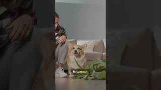 Que faire quand mon chien fait une bêtise  chien chiens animaux [upl. by Nisen79]