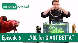 70L SCAPERS TANK für einen GIANT BETTA  Aquarium nach Rezept Episode 6  DENNERLE [upl. by Fisuoy]