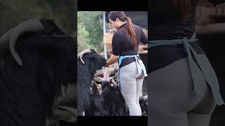 थाईलैंड में बकरियों को चरवाहे कैसे चराते हैं  How shepherds graze goats in Thailand shorts goat [upl. by Voe63]