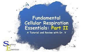 Cellular Metabolism Essentials Part II  Dr V [upl. by Avenej106]