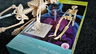 Otwiera Model szkieletu CZŁOWIEKA Anatomia  UNBOXING [upl. by Adnovad]