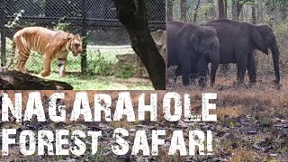 Why Nagarahole Safari Is So Popular Elephant Elephantattack [upl. by Eugilegna]