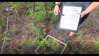 Ecological Sampling Estimating Percent Ground Cover [upl. by Alta]