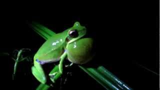 Perereca  Hypsiboas prasinus Burmeister 1856 vocalizando no Parque Estadual Mata dos Godoy [upl. by Innej592]