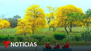 La floración de guayacanes cautiva a residentes de Colimes  Noticias Telemundo [upl. by Aelahs]