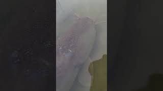 Fishing x animalsfishhooks cat fish shorts catfish sharkfishingvideo fishvideo fishing [upl. by Olympie21]