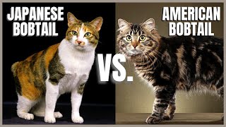 Japanese Bobtail Cat VS American Bobtail Cat [upl. by Triley83]