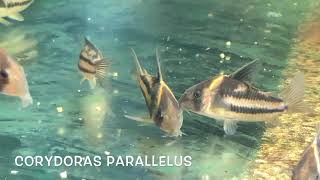 Corydoras parallelus [upl. by Ayahs]