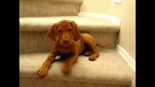 Vocal Puppy Vizsla at 10 weeks [upl. by Alracal]