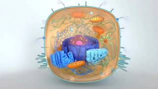 endoplasmic reticulum 3D animation [upl. by Tinaret]