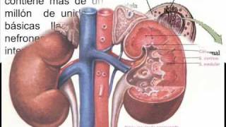 Sistema Urinario  IE  146 [upl. by Prue]