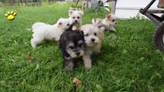 Morkie Puppies [upl. by Northington692]