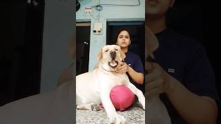 Jhule wale ko bahut gali di mene😄 trending comedy straydoglove funny viralbingobella0004 [upl. by Dubenko]