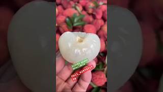 litchi plantnursery litchi shortvideo [upl. by Jos]