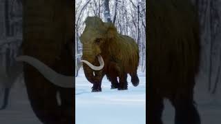 Woolly Mammoth During The Ice Age [upl. by Launamme]