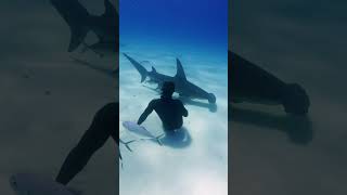 Walking with Hammerhead Sharks [upl. by Anabahs886]