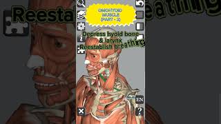 Anatomy  Omohyoid muscle Part  2 medical 3d anatomy head neck muscles shorts [upl. by Grosvenor603]