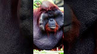 🦧 Los ORANGUTANES  Curiosidades sobre el orangután [upl. by Hsekin]