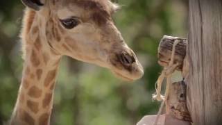 Girafas BI  Animais Anónimos  Jardim Zoológico [upl. by Phelips]