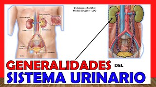 🥇 SISTEMA URINARIO Aparato EXCRETOR en 12 Minutos ¡Fácil y Sencillo [upl. by Hanala]