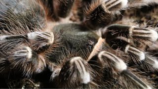 tarantula feeding Acanthoscurria geniculata Brazilian giant white knee tarantula arachnid short [upl. by Solracnauj]