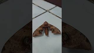 Daphnusa ocellaris Sphingidae durian hawkmoth animalshorts moths [upl. by Elleved]