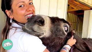 Donkeys Smile And Sing When They See These Owners  Cuddle Buddies [upl. by Aniaz670]