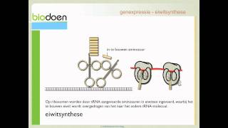 Biodoen  samenvatting DNA RNA en eiwitsynthese 2 van 2 [upl. by Haraj]