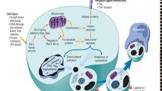 What is Apoptosis [upl. by Elkin]