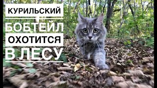 Курильский бобтейл в дикой природе [upl. by Aved830]