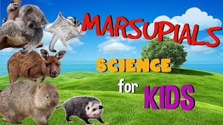 Marsupial Mammals  Science for Kids [upl. by Gregoire]