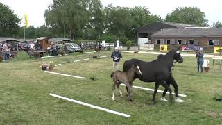 Fohlenschau 2024  45 Hengstfohlen v Vidar  Dressage Royal [upl. by Yob]