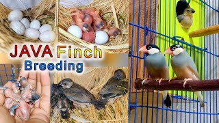 Java Finch Breeding  Eggs lying to hatching full breed full video [upl. by Leacock]