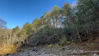 Old growth hemlock grove in Northern Virginia [upl. by Balfour]