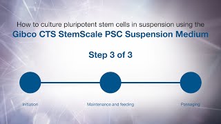 How to culture PSCs in suspension using Gibco CTS StemScale PSC Suspension Medium Passaging [upl. by Noiraa]